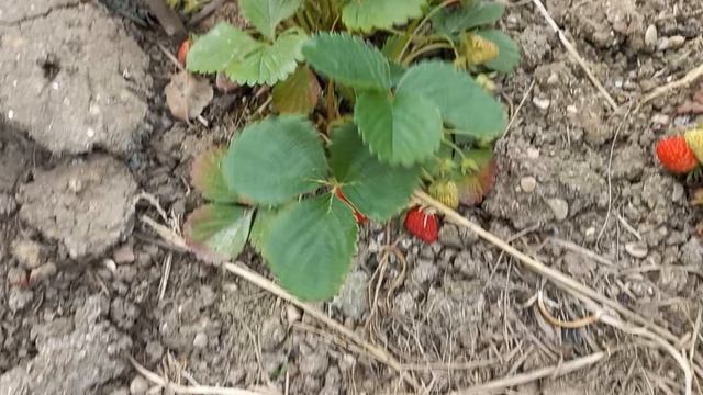 Клубника 🍓 ремонтантная 
Весенний обзор