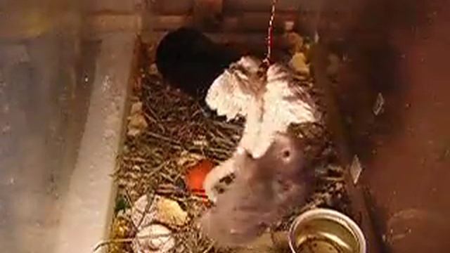 Хомяка-2 смотреть онлайн