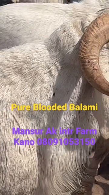 BALAMI BREED #breeding #sheep #farming #ram #balami #sheepfarming #pregnant #ladoum #goat