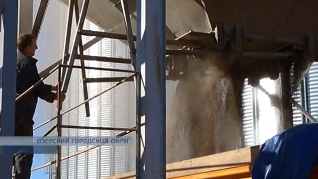 Новости. В Калининградской области убирают гречку