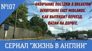 Как выглядит переезд. Фазан на дороге. Breaston. №107 Жизнь в Англии.