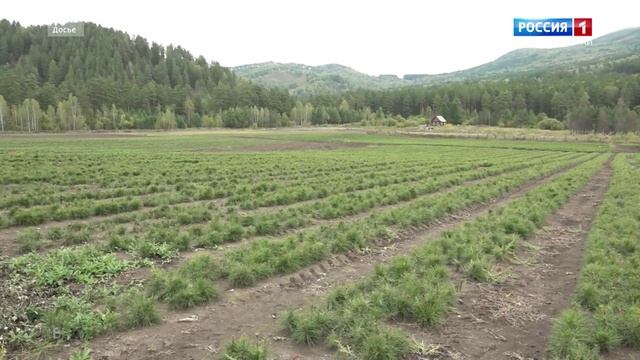 Лесоустройство, лесовосстановление и пожароопасный режим в регионе