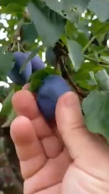 Prun vânăt смотреть онлайн