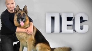 Сериал Пёс Тема Перестрелки (Версия: Покушение на Макса )