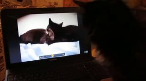 Кошки разговаривают