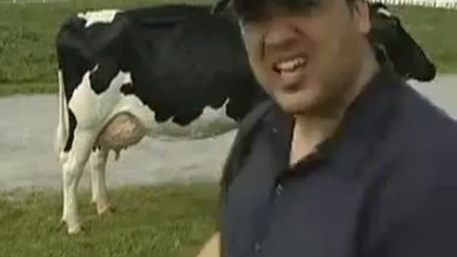 LA VACA MAS LECHERA 2013, DA MUCHA LECHE!! смотреть онлайн