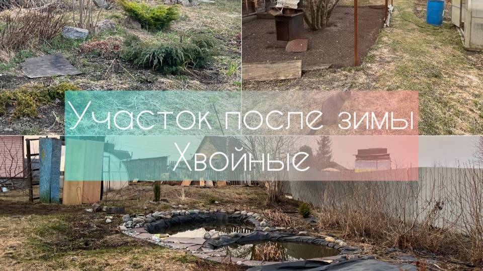 Участок после зимы. Хвойные