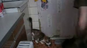 Молоко