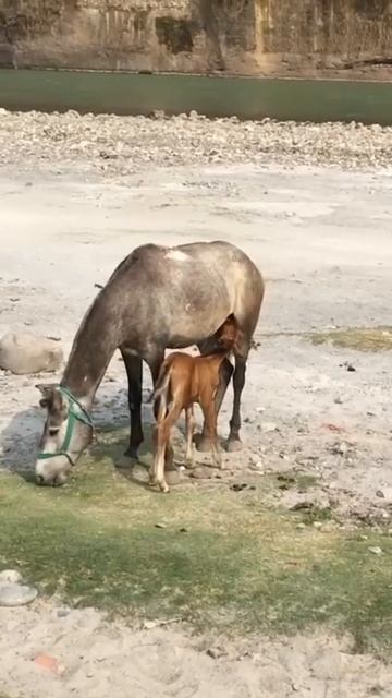 Мама-лошадь и жеребёнок смотреть онлайн