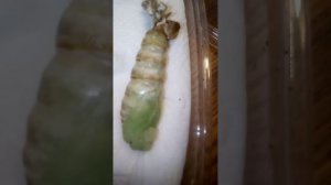 вылупляется куколка бражника