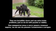 Repeat after the speaker_Chimpanzees_For Kids