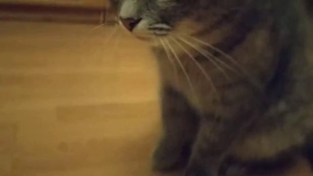 Степашка 09.02.2019 смотреть онлайн