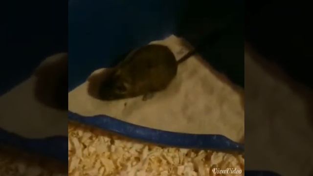 Degu fürdés és móka Jenna és Vilu смотреть онлайн