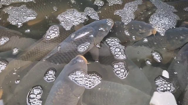 Живой Риба кишн йозн тирик балик сотамиз + смотреть онлайн