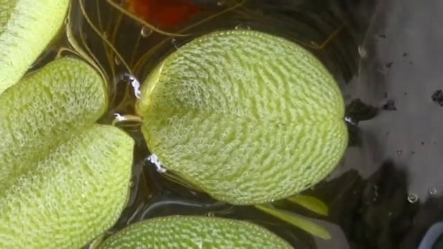 neocaridina heteropoda смотреть онлайн