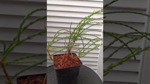 Туя восточная Френки Бой
( Thuja orientalis Franky Boy ) #shorts