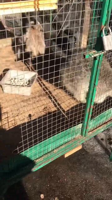 shortvideo еноты коржик милка семья енот