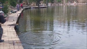 Обзор с нижнего водоёма. Клёвое место, Лосиный остров.