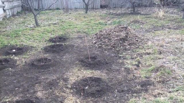 СЕМЕЙНЫЙ ВЛОГ/ Наши новости/ Холли беременна/ Как мы сажаем малину