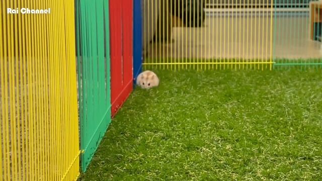 ハムスターパークでジャンガリアンハムスターを遊ばせてみた【人工芝】プディングハムスター