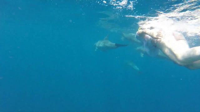 Lamu Dauphin смотреть онлайн