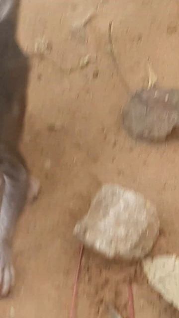 cute baby monkey  #video  #shorts#(4) смотреть онлайн