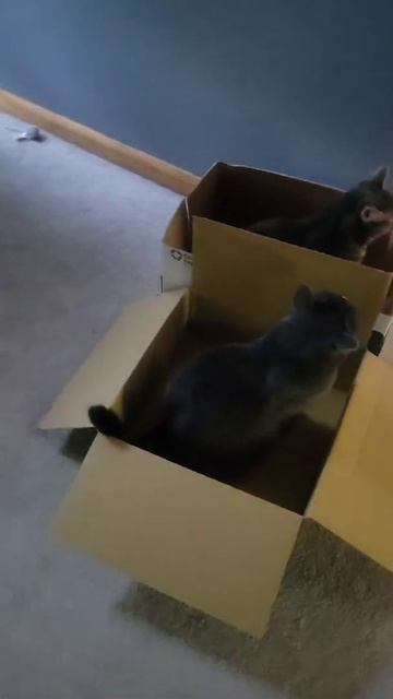 CATS DON'T NEED TOYS | CATS LOVE BOXES смотреть онлайн