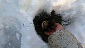 Заключительная рыбалка на Печоре. Приятный сюрприз под занавес
