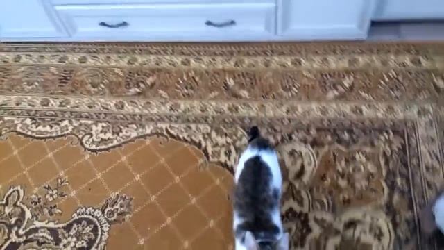 прыжки в высоту. котик Веол 6 мес.