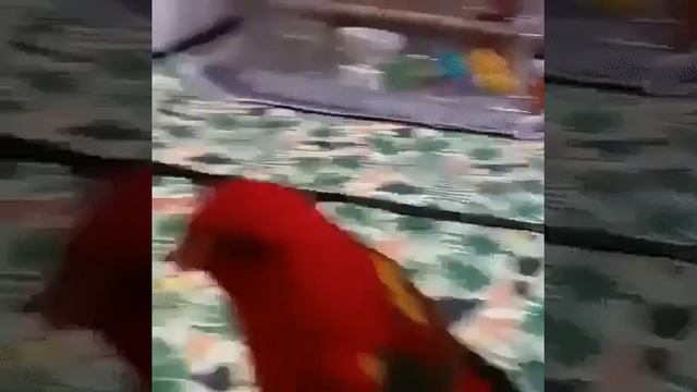 Очень ревнивый попугай смотреть онлайн