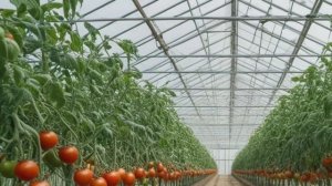 Как заставить томаты спеть на кустах. - Советы огородные