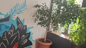 Кофейня 4312, на абордаж её крюком! Лавка древностей.