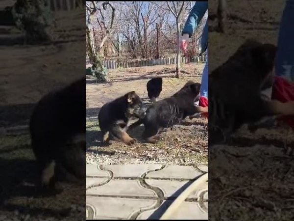 Алиментные ЦЕРО - детки растут и уже доступны для бронирования 89033733791 #купитьщенкаовчарки