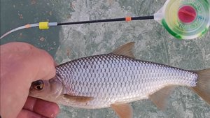 Оз.Большое. Закрытие сезона твердой воды 2024-2025.