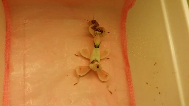 Orchid mantis Hymenopus coronatus (PL modliszka storczykowa) attacks a cricket смотреть онлайн