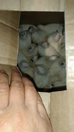 наши новые жильцы