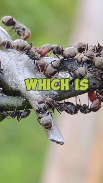 why ant keep food before bad weather# short смотреть онлайн