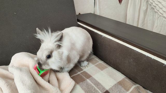 Дрессированный карликовый кролик Путька🍓