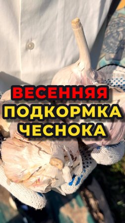 Самая главная подкормка чеснока весной, когда приехали на дачу‼️