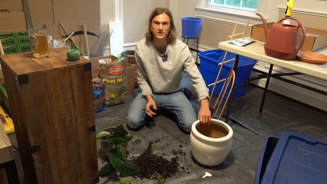5 Tips for RePotting an Overgrown Climbing Houseplant