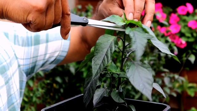 Tips To Get : More Chillies from Chilli plants | Ali Raja Garden Tour