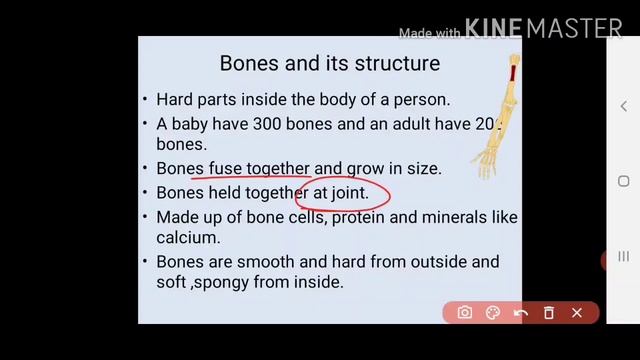 Class -5 | Human Skeletal System | (part-1) |function and structure of skeleton|