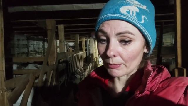 Что случилось с козой.Нужно спасать вымя.Ветеринар не знает смотреть онлайн