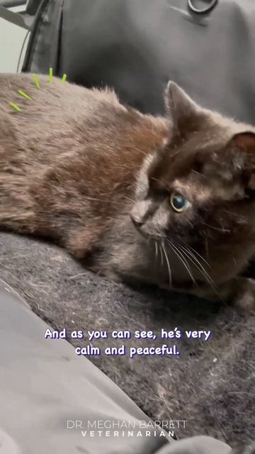 Acupuncture for Chronic Kidney Failure in Cats смотреть онлайн