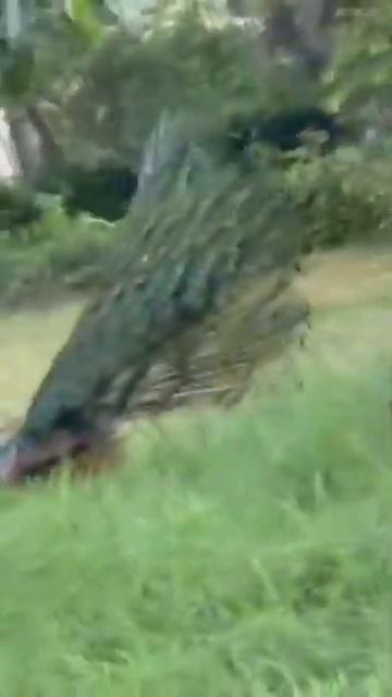 ✨❤✨🌹✨🥀✨🥀✨🙏 смотреть онлайн