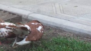 .Староказачьи голуби Днепропетровской обл 0995073595.