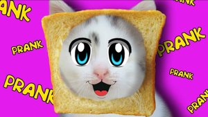 РОЗЫГРЫШ НАД КОТАМИ! СМЕШНОЙ КОТ И КОШЕЧКА МУРКА ! ПРИКОЛЫ С КОТАМИ! А ну-ка давай-ка