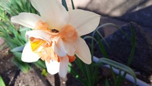 Вестники ВЕСНЫ*   Мой сад   Апрель