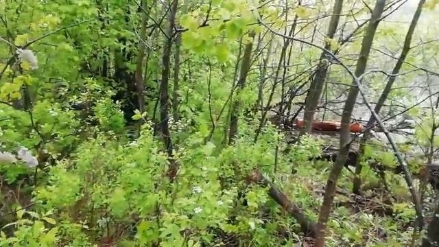 Подготовка к ловле Потсадных Уток 🦆🦆Собаки нашли Бобра. смотреть онлайн