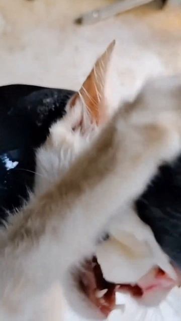 botfly removed cats cat meowing loudly for help смотреть онлайн